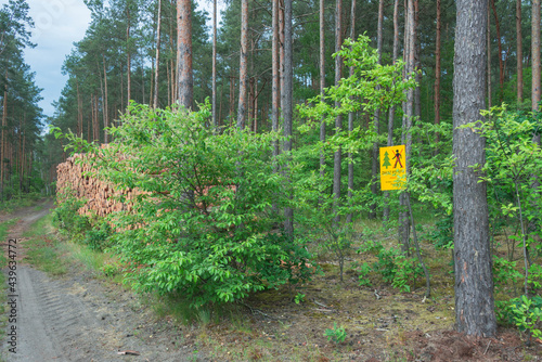 Ścinka drzew w sosnowym lesie oznakowana tablicą ostrzegawczą.