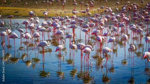 Flock of pink flamingo on the blue lake.