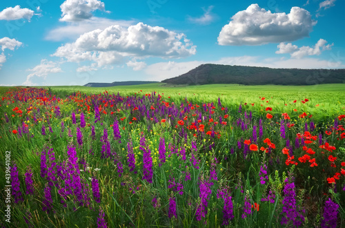 Beautiful Landscape with poppy flowers Composition of nature.