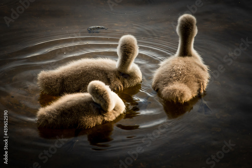 Three baby swans swimming on a lake