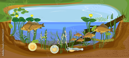 Ecosystem of pond and fish life cycle. Sequence of stages of development of Crucian carp (Carassius) freshwater fish from egg to adult animal in natural habitat