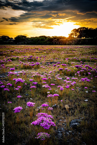 Pink flowers at sunset