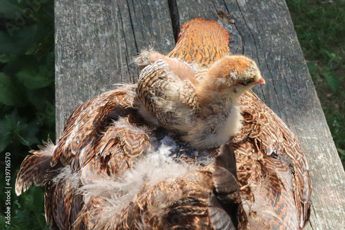 Bébé poussin sur sa maman poule