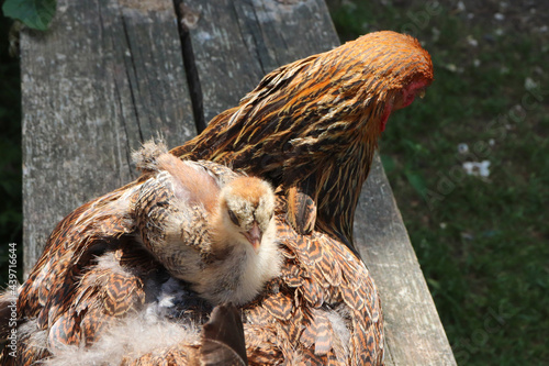 Maman poule et son poussin