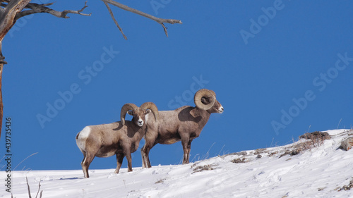 high frame rate side view clip of two bighorn sheep rams at yellowstone