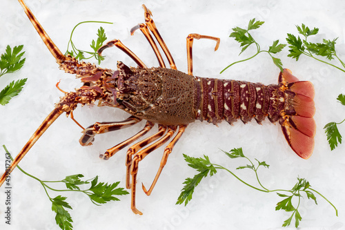 Top view of fresh common crayfish on ice.