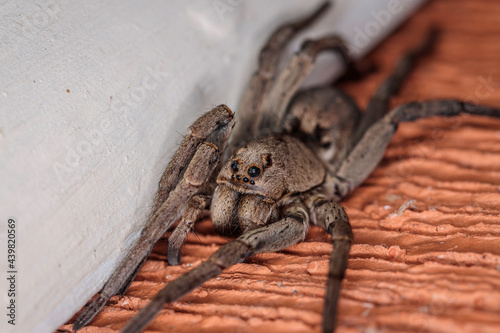 Grey Wolf Spider female, Hughes, ACT, March 2021