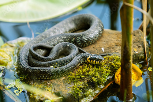 The grass snake (Natrix natrix) lying on a stone on the shore of the pond