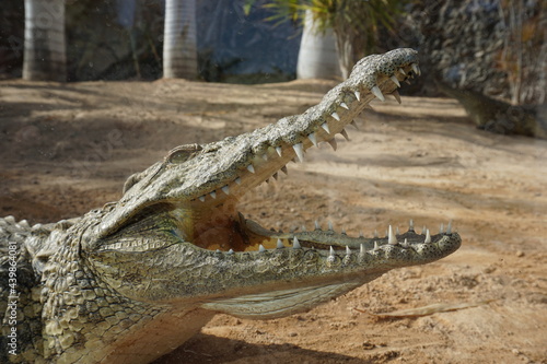 Krokodyl z otwartą paszczą w zoo na Fuerteventura