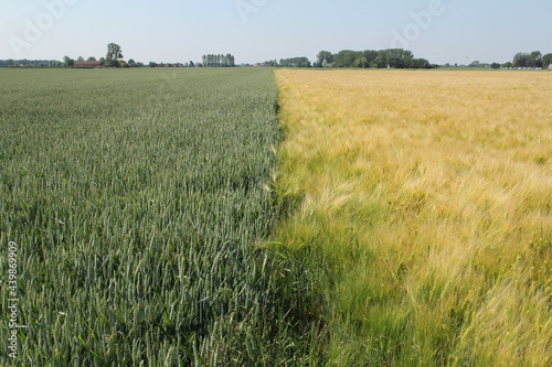 a green wheat field and a golden barley field side by side in the countryside in springtime