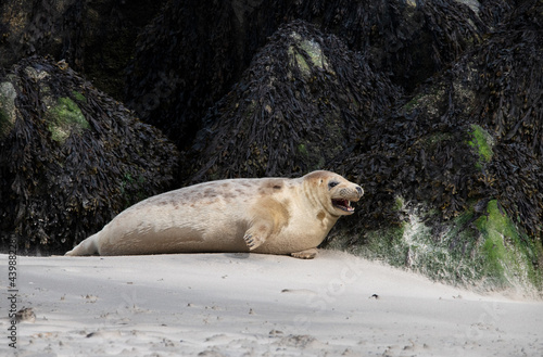 Helgoland seehund seal robbe böse genervt pissed off don' touch strand beach sand zähne teeth gefährlich beißen bissig bite