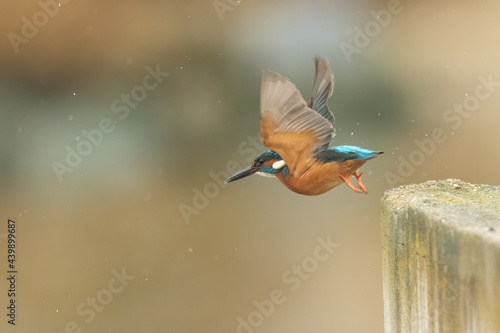Common kingfisher with wings spread while taking off from a stone fence during rain