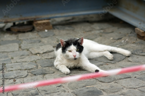 Biało czarny kot leżący na bruku