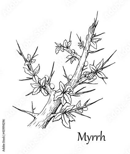 Myrrh branch. Vector illustration. Hand drawn sketch