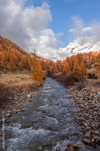 Autumn or fall color Larch trees with little stream or river passing over rocks. Idyllic Autumn or Fall forest background