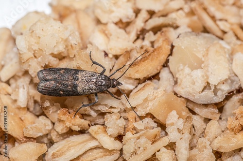 Close-up view on indian-meal moth on oatmeal.