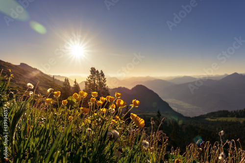 sunrise summer tyrol alms view with little yellow buttercup Ranunculus acris flowers hills and mountains