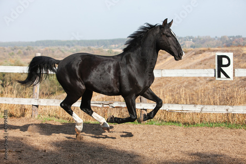 Black Orlov trotter horse walking outside on a sunny day