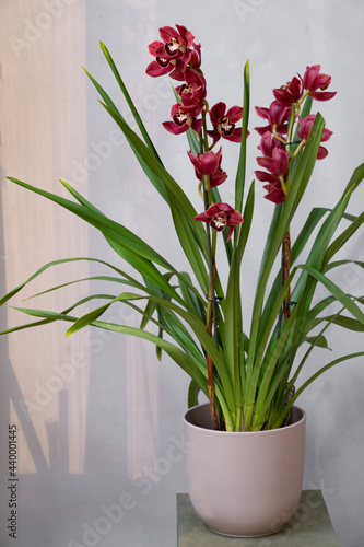 Burgundy color cymbidium orchid in beige ceramic flower pot standing on pedestal on gray background