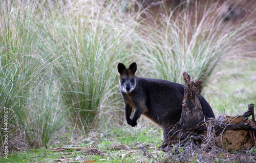 A Swamp or Black Necked Wallaby in the wild.