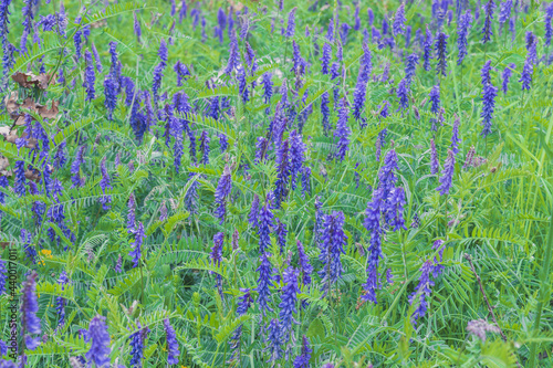 Closeup shot of purple vetch flowers on a meadow