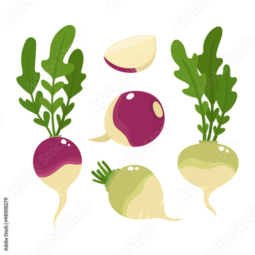 Vector colorful set of rutabaga vegetable isolated on white.