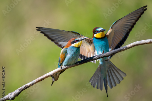 bee eater perched on branch