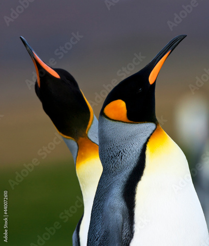 Koningspinguïn, King Penguin, Aptenodytes patagonicus