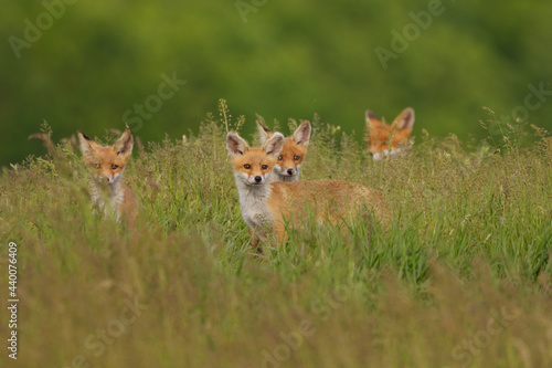Little fox cubs in the meadow