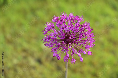 Beautiful purple flower of allium plant in the blurred background