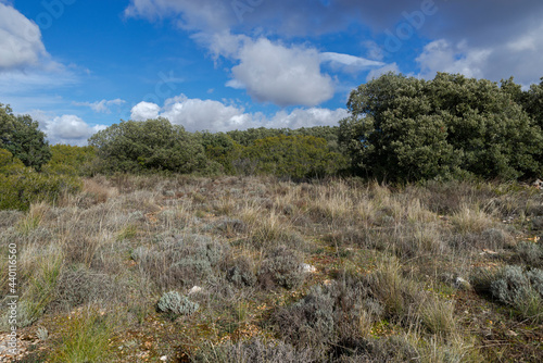 Mediterranean shrublands and forests in the municipality of Olmeda de las Fuentes, province of Madrid, Spain