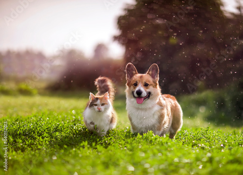 furry friends red cat and corgi dog walking in a summer meadow under the drops of warm rain