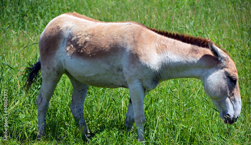 The onager (Equus hemionus), also known as hemione or Asiatic wild ass is a species of the family Equidae (horse family) native to Asia. 