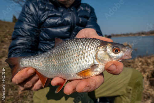 roach caught with a fishing rod and shown on the hands