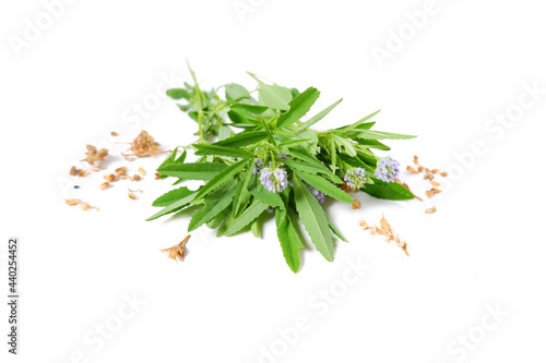 Fenugreek twigs. Fresh fenugreek with leaves, flowers and seeds. A spicy plant trigonella isolated on a white background.