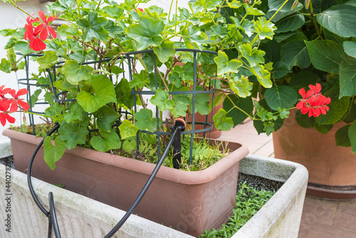 Micro drip irrigation system. Drip irrigation watering emitter in a flowerpot. Home gardening