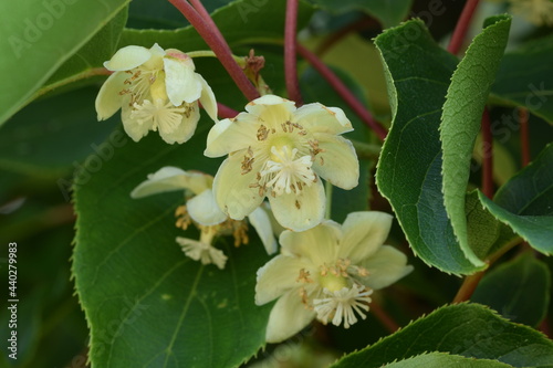 Actinidia arguta, the hardy kiwi blooming. Actinidia flowers and leaves.