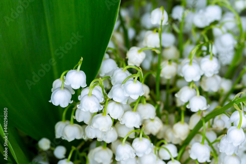 Close-up of many lily of the valley flowers. Photo taken in artificial, soft light.