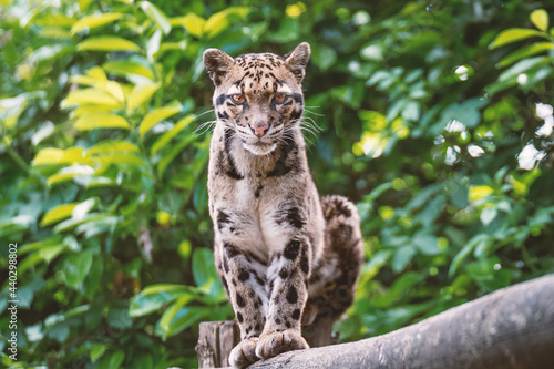 An ocelot on a tree at the end of a day