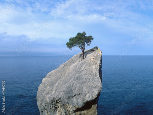  tree that fights for life on a rock