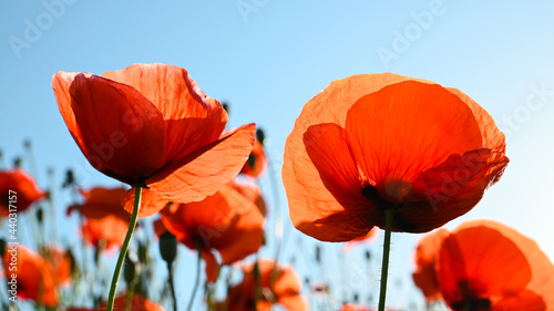 Blossom red poppy field for blue sky in summer. 