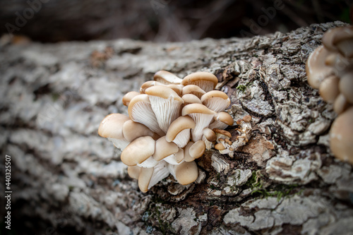 Oyster mushrooms (Pleurotus ostreatus) growing on a log