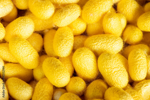 Group of silkworm in yellow cocoon stage background