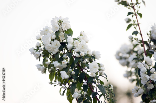 Piękne białe pełne kwiaty jaśmin na jasnym rozmytym tle