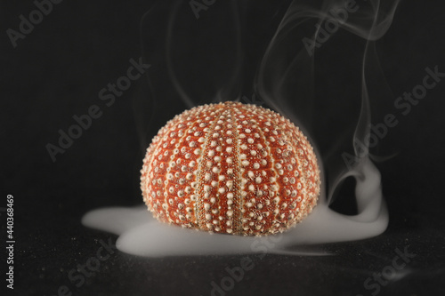 Sea urchin smoke 