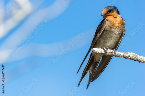 Welcome swallow (Hirundo neoxena) perched on a branch against a blue sky. Hastings Point, NSW, Australia.