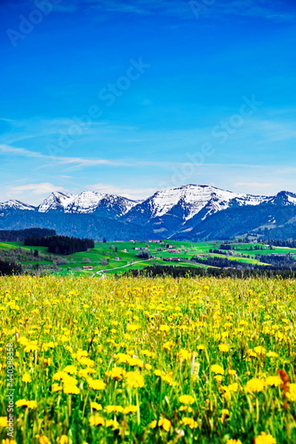 Berge, Blumenwiesen in den Alpen mit Schnee auf Gipfel