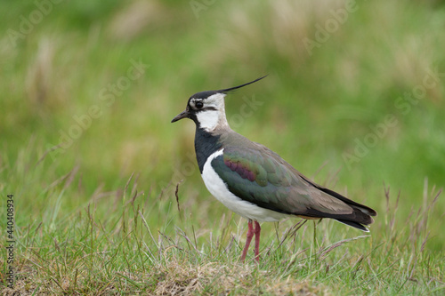 Northern lapwing