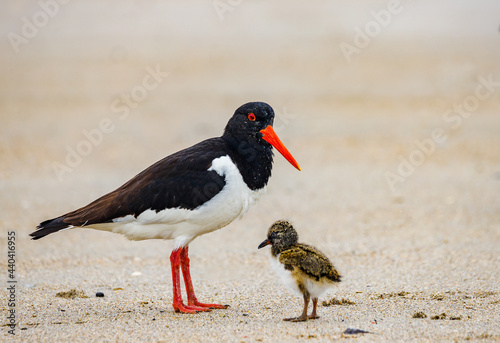 Palaearctic oystercatcher with chick on the sandy beach of the island of Heligoland. The chicken is only a few days old.