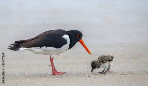 Oystercatcher with chicken. The chicken is a few days old. The picture was taken on the island of Helgoland
